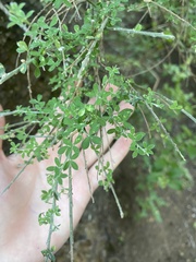 Genista canariensis image