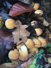 Coprinellus micaceus