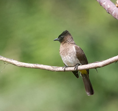 Pycnonotus barbatus layardi