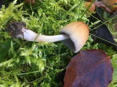 Coprinellus micaceus
