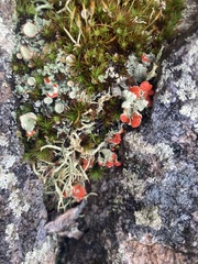 Cladonia pleurota