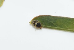 Scymnus subvillosus