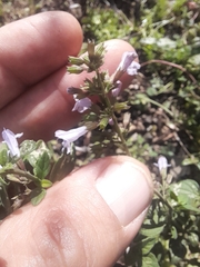Clinopodium nepeta