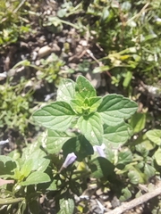 Clinopodium nepeta