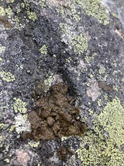 Umbilicaria hyperborea