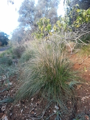 Ampelodesmos mauritanicus