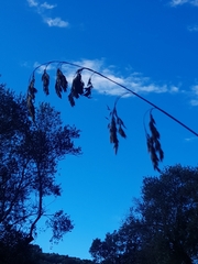 Ampelodesmos mauritanicus