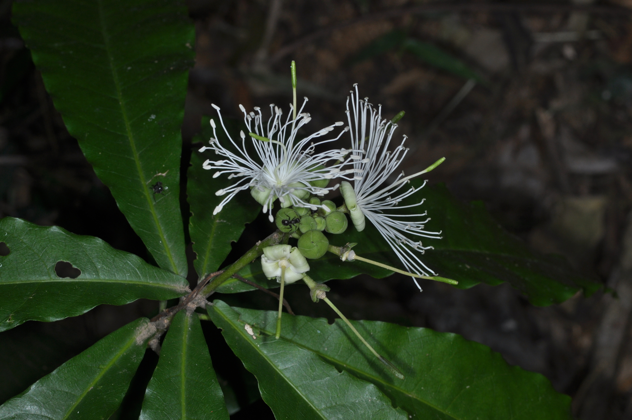 Morisonia humilis