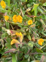 Lotus suaveolens