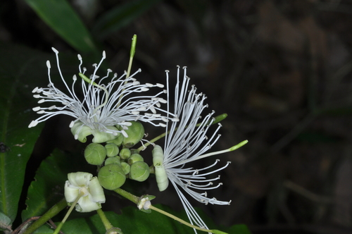 Image of Morisonia Humilis (Morisonia humilis) by (c) aacocucci, some rights reserved (CC BY)
