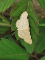 Idaea trisetata