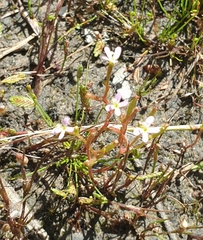 Stylidium despectum
