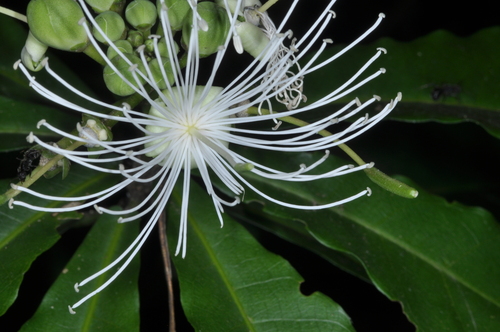 Image of Morisonia Humilis (Morisonia humilis) by (c) aacocucci, some rights reserved (CC BY)