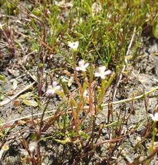 Stylidium despectum