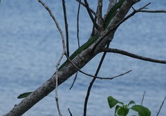 Philothamnus punctatus