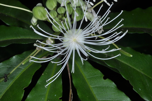 Image of Morisonia Humilis (Morisonia humilis) by (c) aacocucci, some rights reserved (CC BY)