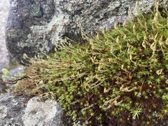 Polytrichastrum alpinum