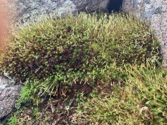 Polytrichastrum alpinum