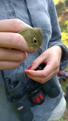 Empidonax