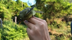 Empidonax