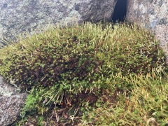 Polytrichastrum alpinum