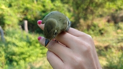 Empidonax