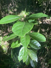 Cinnamomum camphora