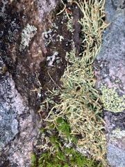 Cladonia maxima