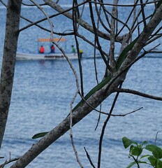 Philothamnus punctatus