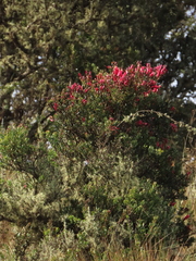 Bejaria resinosa