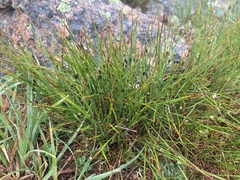 Oreojuncus trifidus