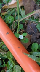 Evolvulus nummularius