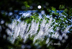 Saccharum spontaneum