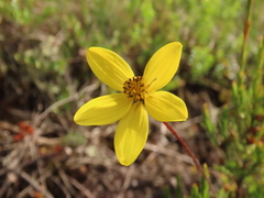 Bidens triplinervia