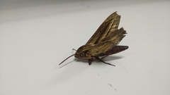 Theretra oldenlandiae