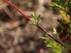 Bidens triplinervia