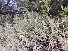 Cladonia maxima