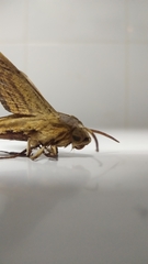 Theretra oldenlandiae