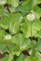 Hydrocotyle leucocephala