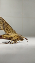 Theretra oldenlandiae