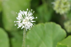 Hydrocotyle leucocephala