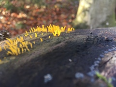 Calocera cornea