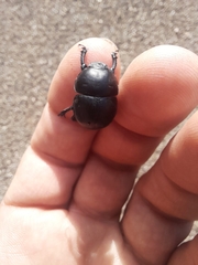 Thorectes intermedius