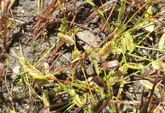Isolepis levynsiana