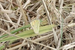 Colias fieldii