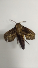 Theretra oldenlandiae