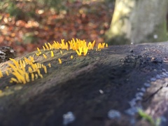 Calocera cornea
