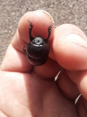 Thorectes intermedius