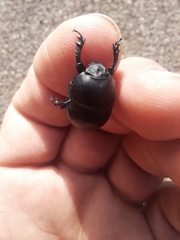 Thorectes intermedius