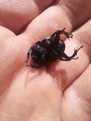 Thorectes intermedius